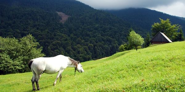 Nature of Carpathian mountains
