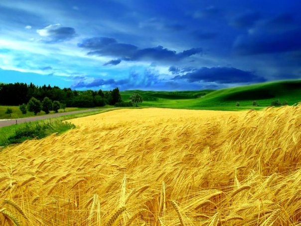 Ukrainian landscape
