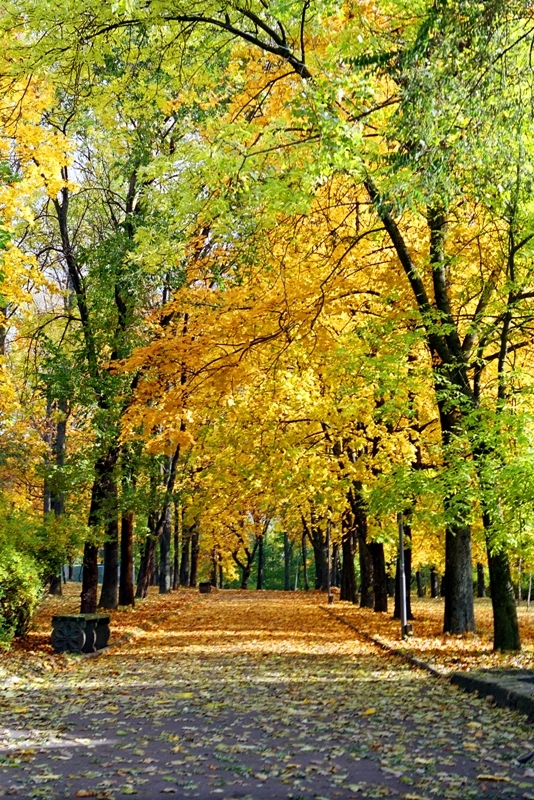 Shevchenko Park in Rivne